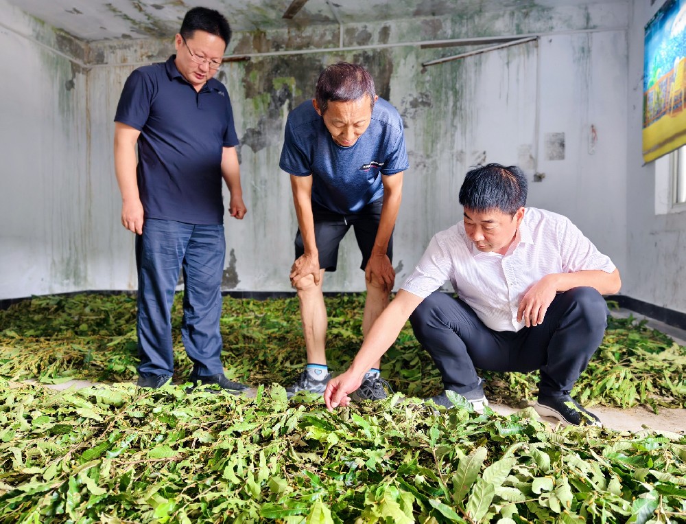 鲁山县：蚕宝宝进庭院 科技养蚕新实验